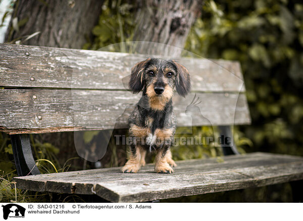 Rauhaardackel / wirehaired Dachshund / SAD-01216