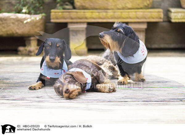 Rauhaardackel / wirehaired Dachshunds / HBO-05020