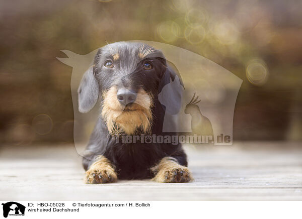 Rauhaardackel / wirehaired Dachshund / HBO-05028