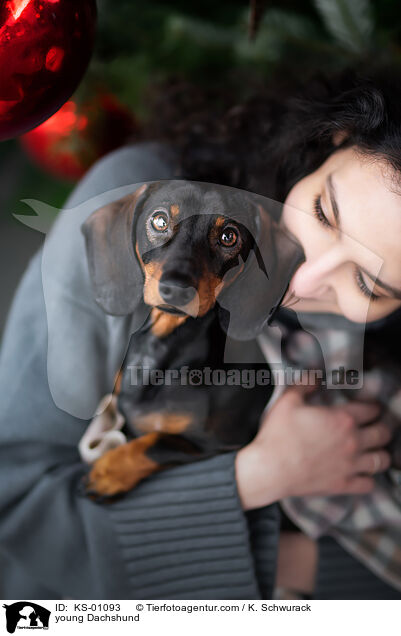 junger Dackel / young Dachshund / KS-01093