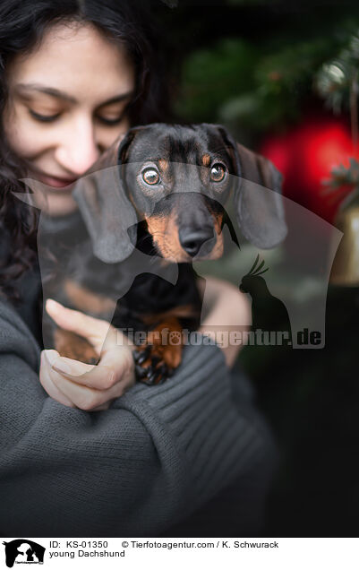 junger Dackel / young Dachshund / KS-01350