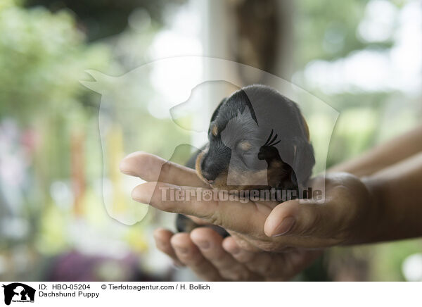 Dackel Welpe / Dachshund Puppy / HBO-05204