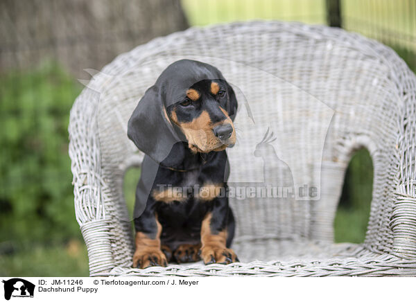 Dackel Welpe / Dachshund Puppy / JM-11246