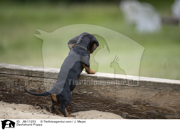 Dackel Welpe / Dachshund Puppy / JM-11253