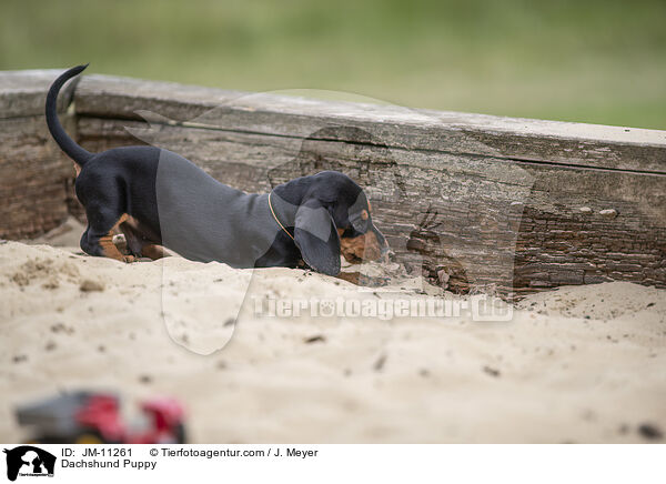 Dackel Welpe / Dachshund Puppy / JM-11261