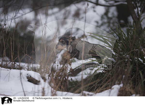 Dackel Hndin / female Dachshund / LH-02230