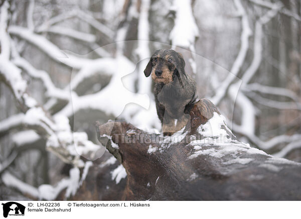 female Dachshund / LH-02236