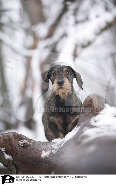 female Dachshund / LH-02237