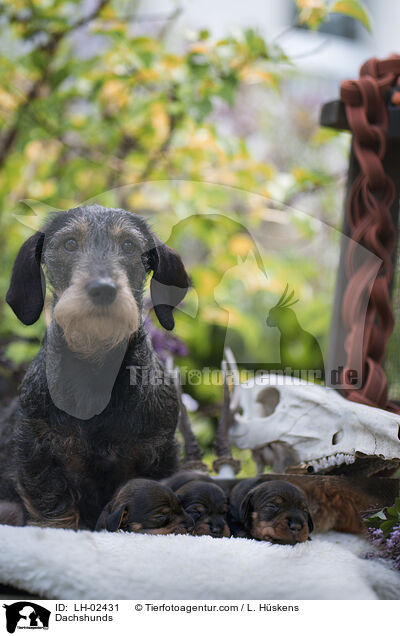 Dachshunds / LH-02431