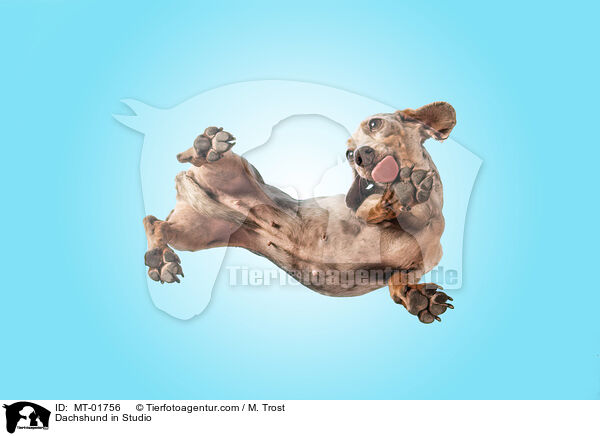 Dackel im Studio / Dachshund in Studio / MT-01756