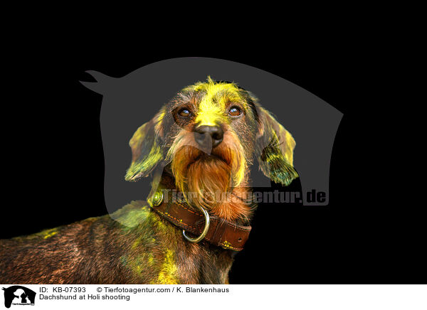 Dackel beim Holi Shooting / Dachshund at Holi shooting / KB-07393