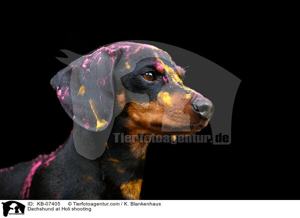 Dackel beim Holi Shooting / Dachshund at Holi shooting / KB-07405