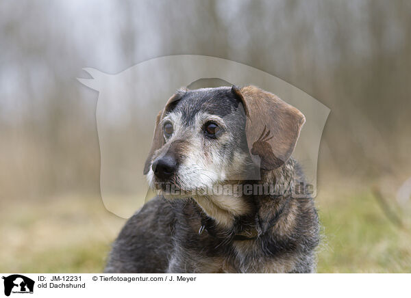 alter Dackel / old Dachshund / JM-12231