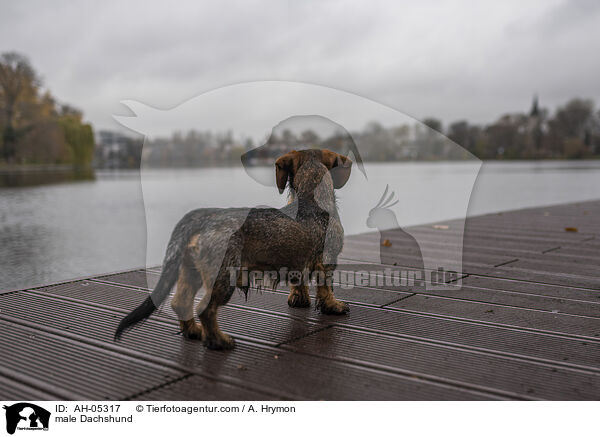 Dackel Rde / male Dachshund / AH-05317