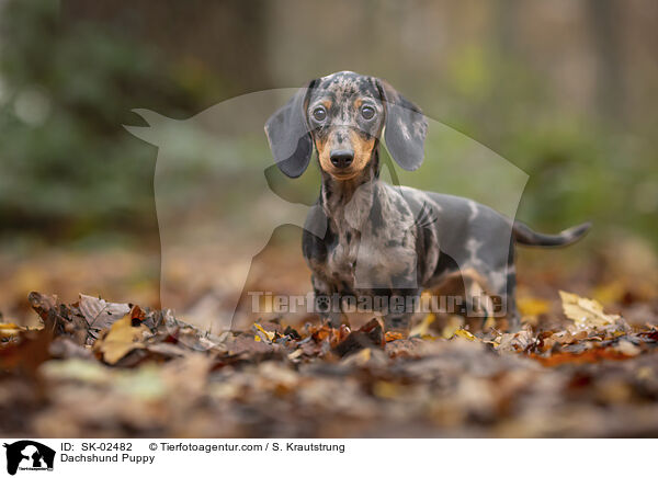 Dackel Welpe / Dachshund Puppy / SK-02482