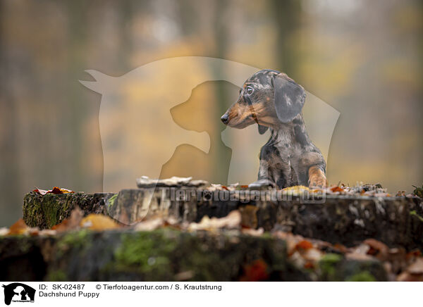 Dackel Welpe / Dachshund Puppy / SK-02487