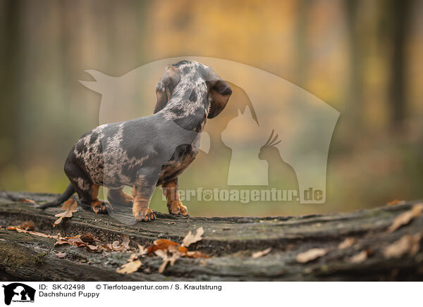 Dackel Welpe / Dachshund Puppy / SK-02498