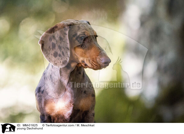 junger Dackel / young Dachshund / MM-01825