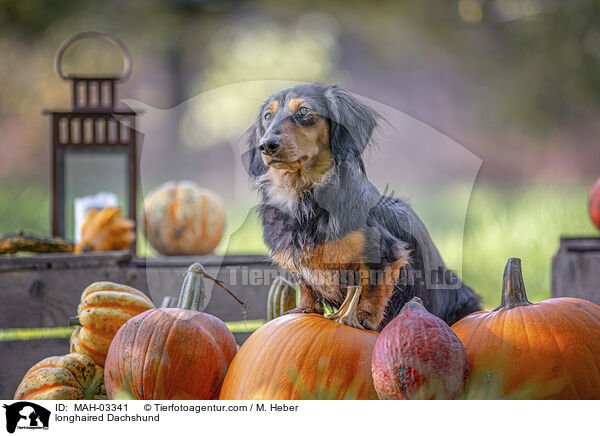 Langhaardackel / longhaired Dachshund / MAH-03341