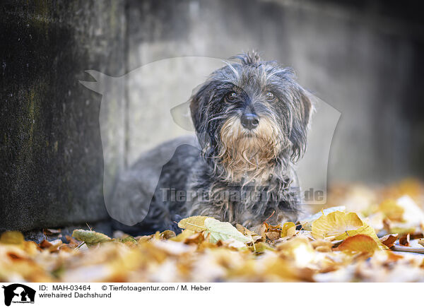 Rauhaardackel / wirehaired Dachshund / MAH-03464