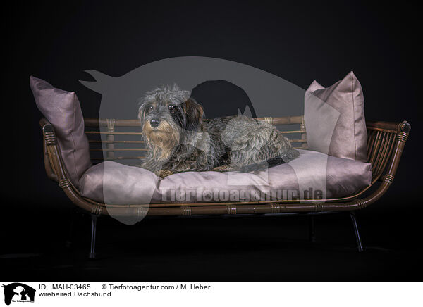 wirehaired Dachshund / MAH-03465