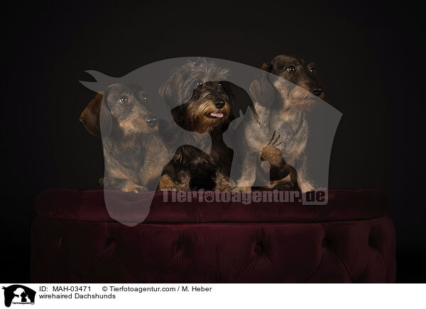 wirehaired Dachshunds / MAH-03471