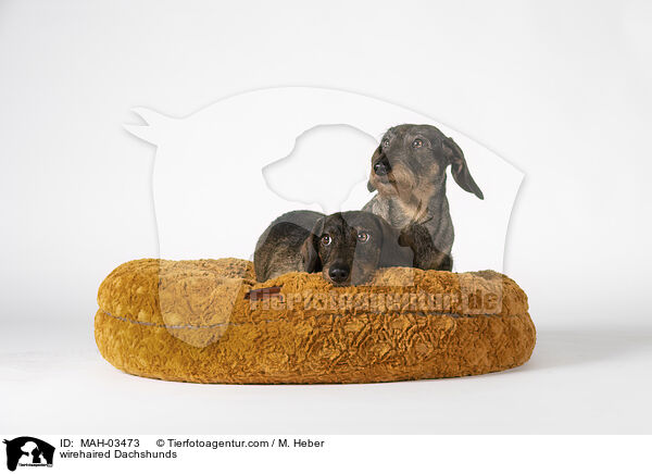 wirehaired Dachshunds / MAH-03473