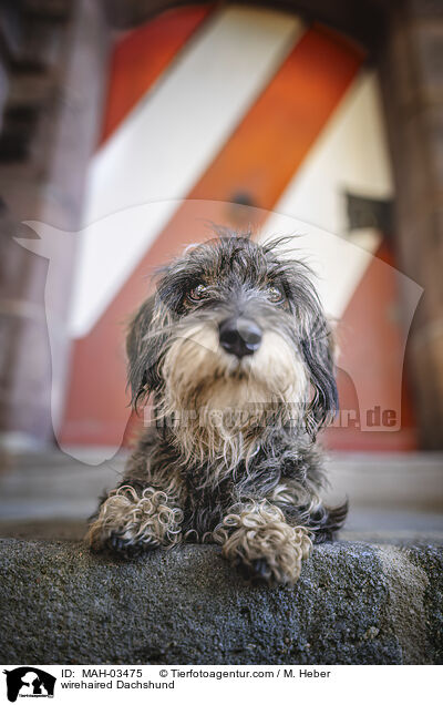 Rauhaardackel / wirehaired Dachshund / MAH-03475