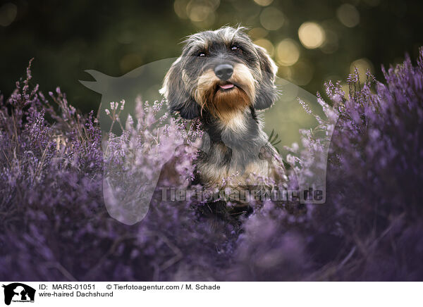 Rauhaardackel / wire-haired Dachshund / MARS-01051