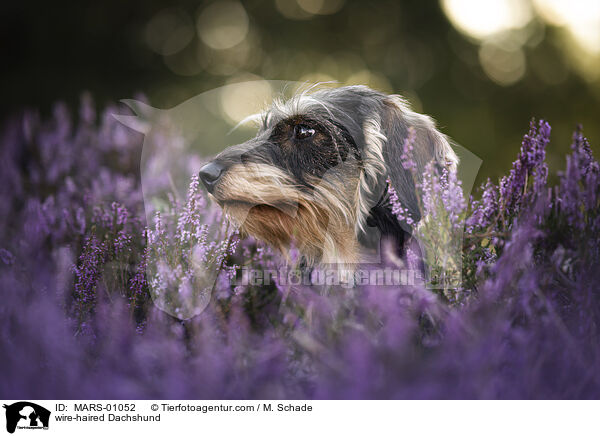 Rauhaardackel / wire-haired Dachshund / MARS-01052