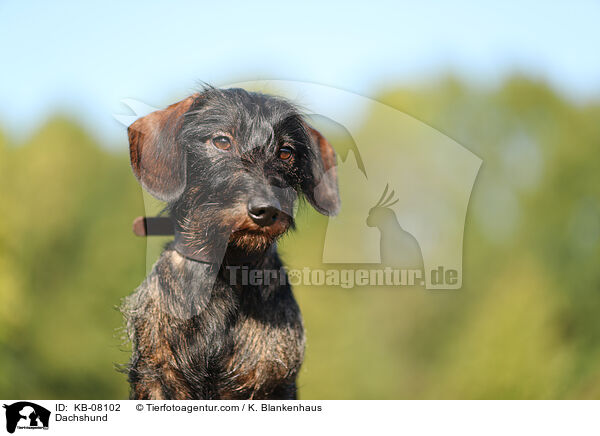 Dackel / Dachshund / KB-08102