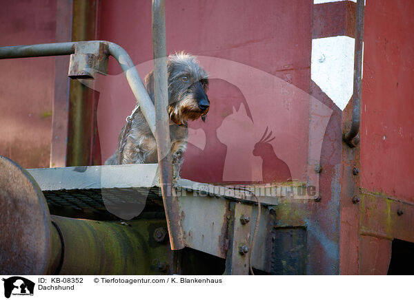 Dackel / Dachshund / KB-08352