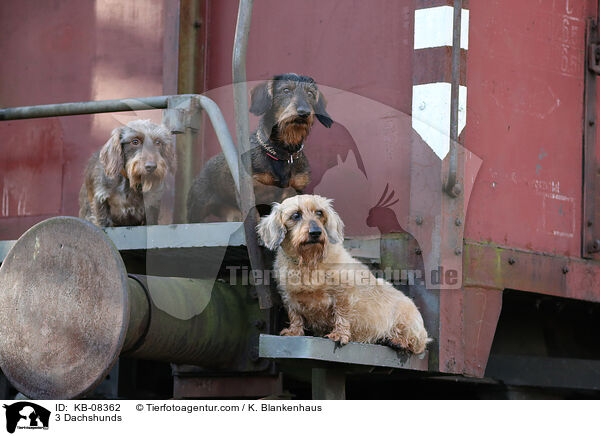 3 Dackel / 3 Dachshunds / KB-08362