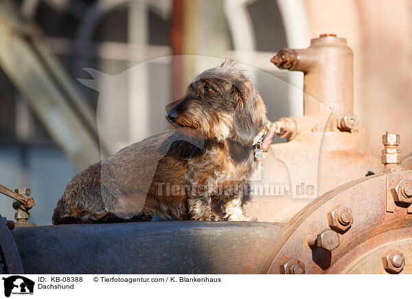 Dackel / Dachshund / KB-08388