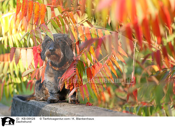 Dachshund / KB-08428