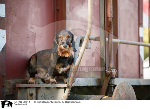 Dackel / Dachshund / KB-08511