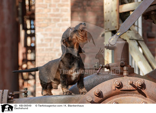 Dackel / Dachshund / KB-08549