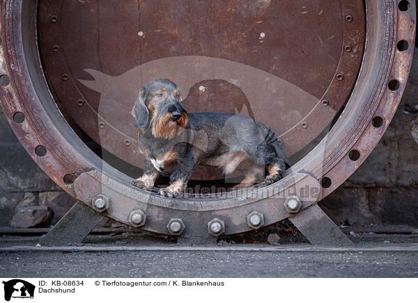 Dachshund / KB-08634