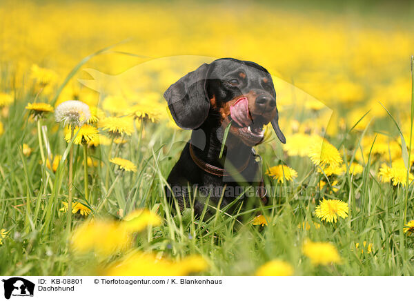 Dackel / Dachshund / KB-08801