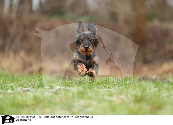 Dachshund / KB-09592