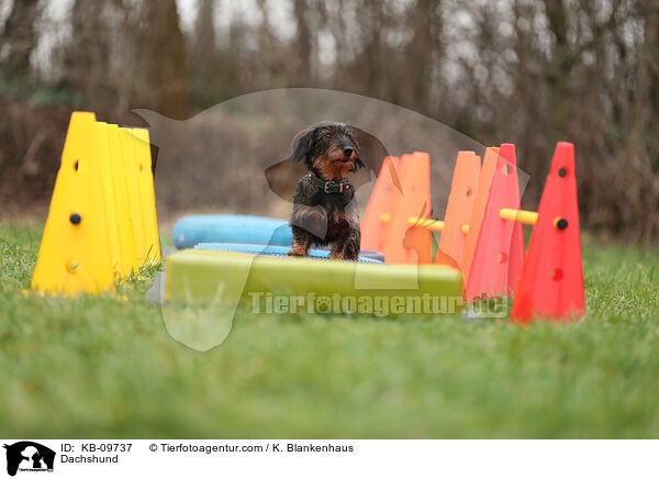 Dachshund / KB-09737