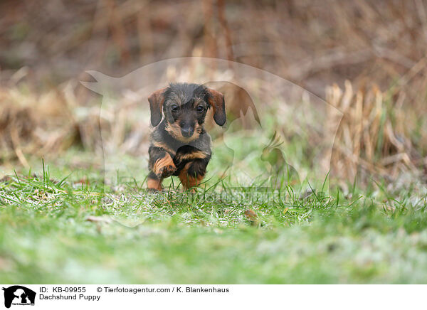 Dackel Welpe / Dachshund Puppy / KB-09955
