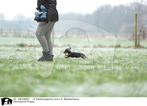 Dachshund Puppy / KB-09957