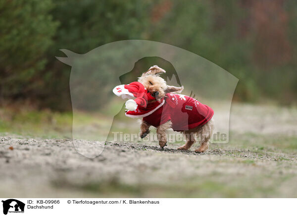 Dackel / Dachshund / KB-09966