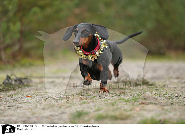 Dackel / Dachshund / KB-10462