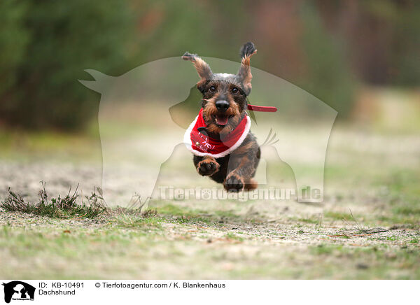 Dackel / Dachshund / KB-10491