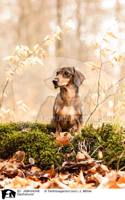 Dackel / Dachshund / JAM-04248