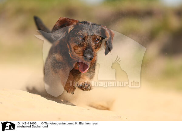 rauhaariger Dackel / wirehaired Dachshund / KB-11403