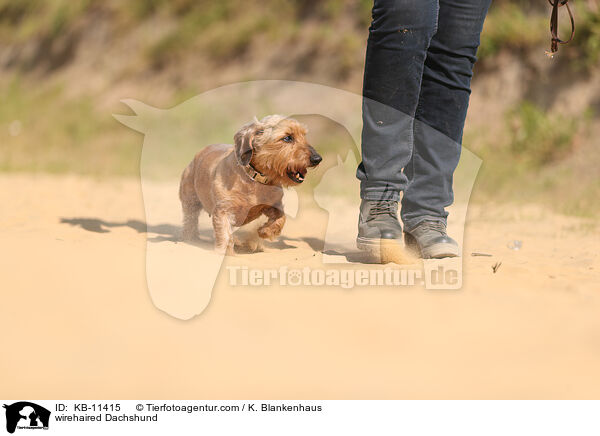 rauhaariger Dackel / wirehaired Dachshund / KB-11415