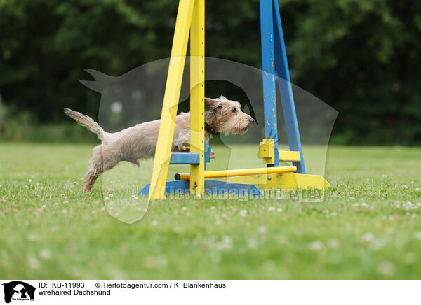 wirehaired Dachshund / KB-11993